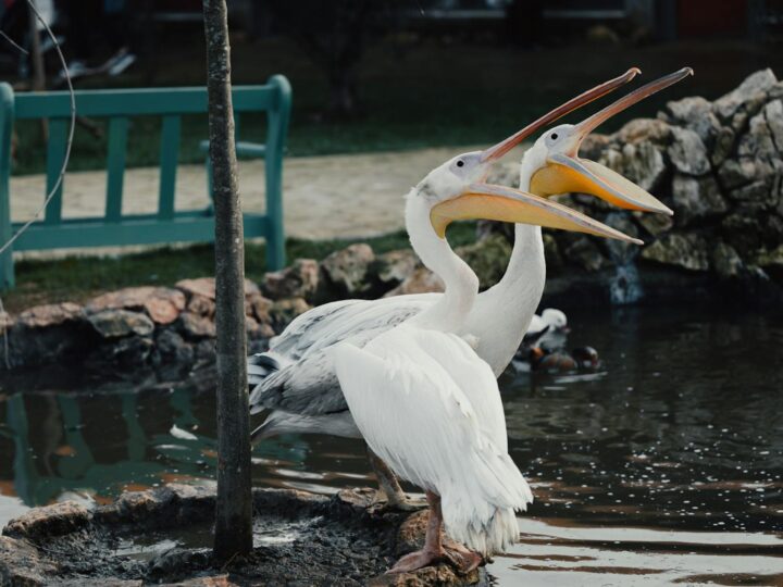 Zoo de Dortmund